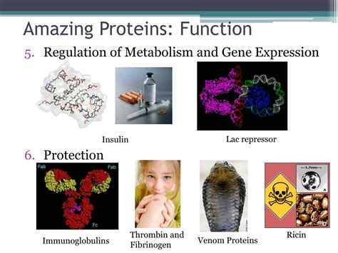 PPT Proteins Function & Structure PowerPoint Presentation, free