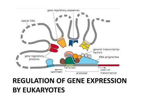 PPT Regulation of Gene Expression by Eukaryotes PowerPoint
