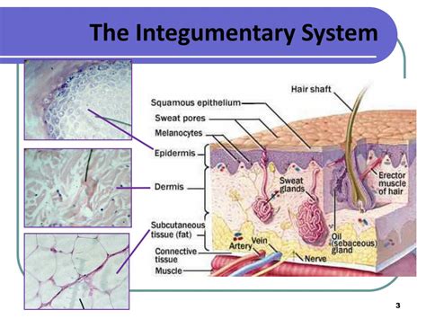 PPT The Integumentary System PowerPoint Presentation ID2739673