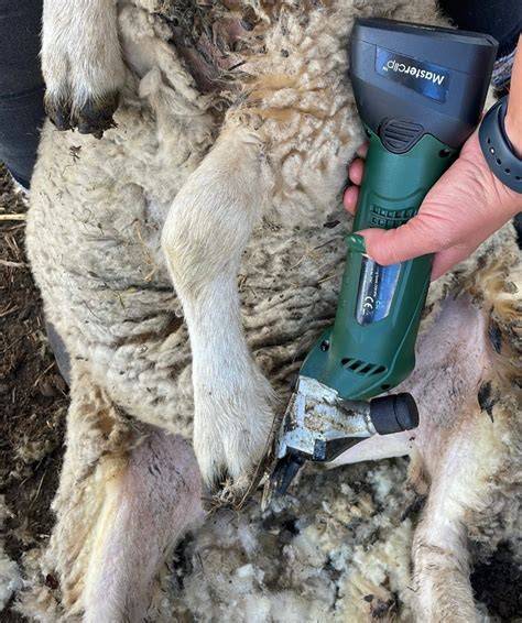 Practical Guides To Sheep Shearing - The Do's and … - raincitystudios.com
