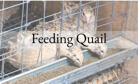 Practical Quail Feeding - raincitystudios.com