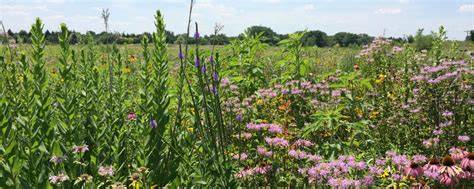 Prairie Ecosystem Restoration - ArcGIS StoryMaps - raincitystudios.com
