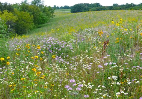 Prairie Restoration — NRP - Ecological Restoration - raincitystudios.com