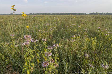 Prairie Restoration and Management - Dyck Arboretum - raincitystudios.com