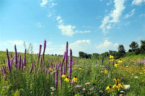 Prairie Restoration - Habitat Headquarters | Natural Resources - raincitystudios.com