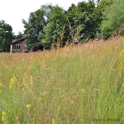 Prairie Restoration with Good Oak Ecological Services - raincitystudios.com