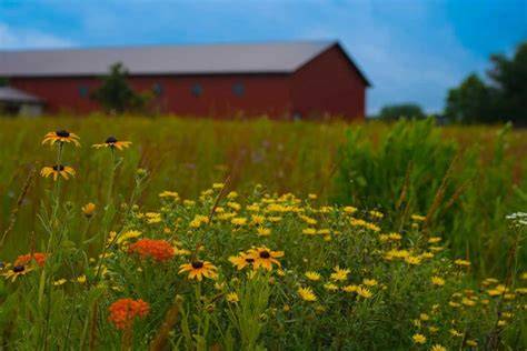 Prairie Restorations Community - raincitystudios.com