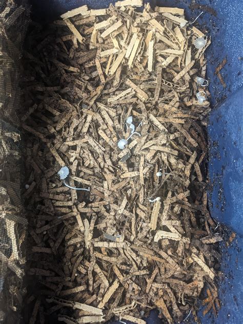Pre-composting Substrate/Bedding - Urban … - raincitystudios.com