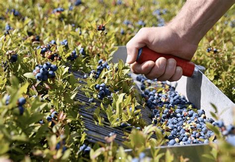 Precision Blueberry Farming - coolestguyplanet.net