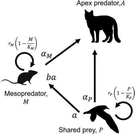 Predator interactions, mesopredator release and … - raincitystudios.com