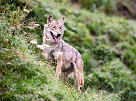 Predators play an overlooked role in ecosystem … - raincitystudios.com