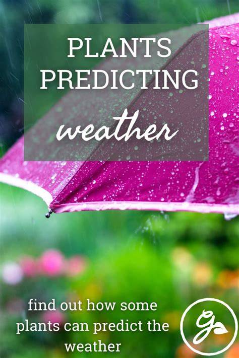 Predicting the Weather With Plants - raincitystudios.com