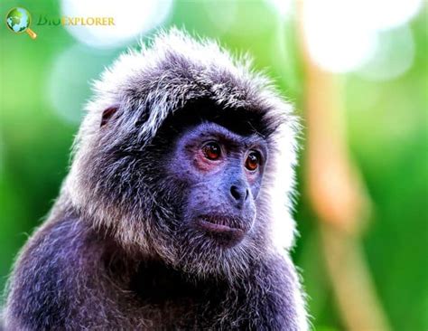 Prediction of Habitat suitability of Javan surili (Presbytis comata in ... - wintechmobiles.com