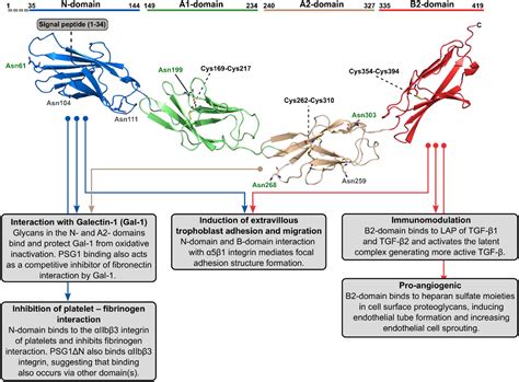 Pregnancy-specific glycoproteins: evolution, expression, functions and ... - muktibox.com