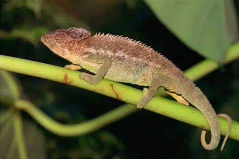 Prehensile Tail - an overview | ScienceDirect Topics - muktibox.com