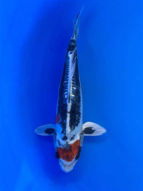 Premium koi, perfect for your pond #KoiFish # ... - raincitystudios.com
