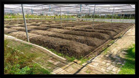 Preparation of a Nursery Bed - Plantwise Knowledge Bank - raincitystudios.com