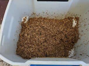 Preparing and inoculating fruiting substrate - raincitystudios.com