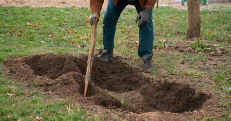 Preparing Pits for Planting Ornamental Trees - raincitystudios.com