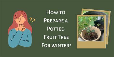 Preparing Potted Fruit Trees for Winter - Orchard People - raincitystudios.com