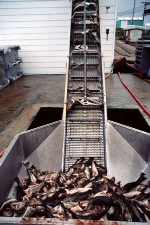Preservation of Fish by Curing - Wiley Online Library - wintechmobiles.com