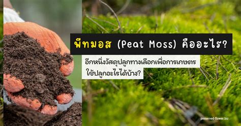 Preserved in Peat - Expedition Magazine - wintechmobiles.com