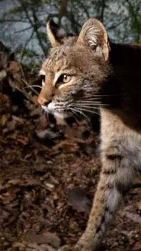 Preserving Bobcat Alley - raincitystudios.com