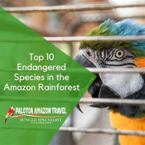 Preserving Endangered Rainforest Species: The Role of Genetics in ... - raincitystudios.com