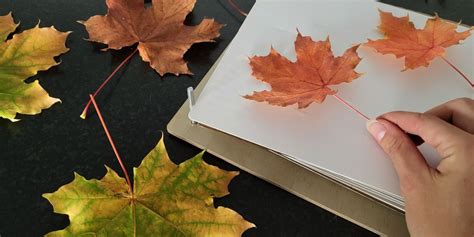 Preserving Fall Leaves - muktibox.com