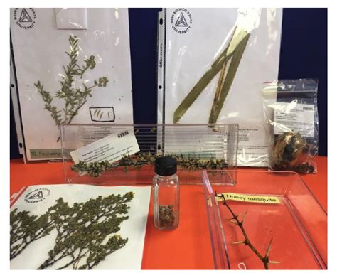 Preserving plant specimens - Botanic Gardens of Sydney - muktibox.com