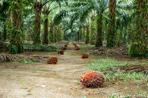Press Release: Palm oil plantations linked to intimidation and ... - wintechmobiles.com