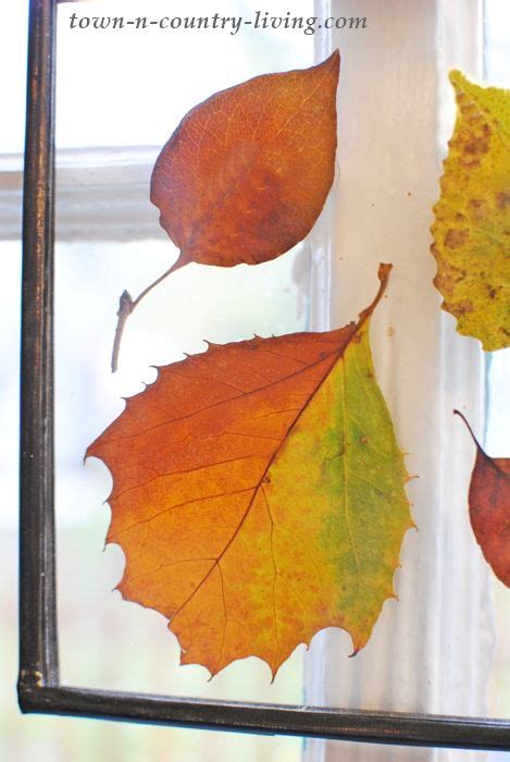 Pressed Fall Leaves: Window Art - Town & Country Living - muktibox.com
