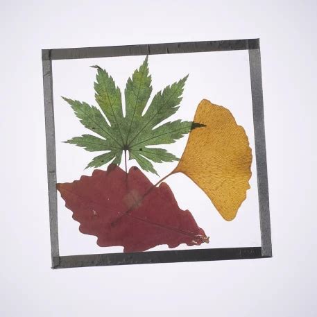 Pressed Leaf Coaster - Etsy - muktibox.com