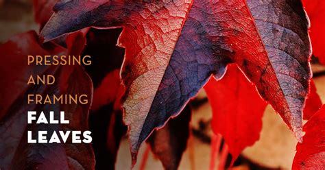 Pressing and Framing Fall Leaves / Frame Destination Inc. - muktibox.com