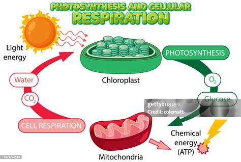 Primary Metabolism: Photosynthesis and Cellular Respiration Insights - muktibox.com