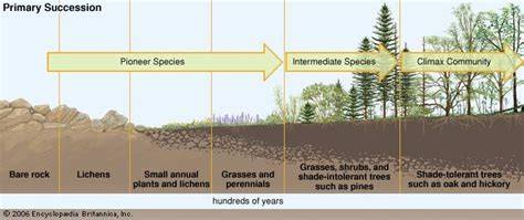 Primary Succession: From Pioneer Species to Climax Community - raincitystudios.com