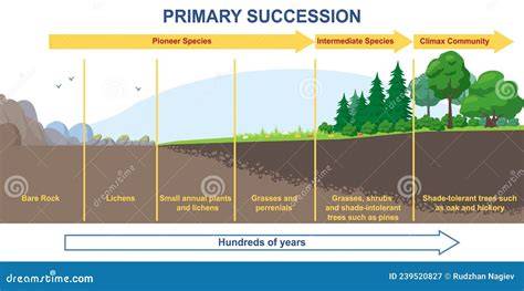 Primary Succession Definition, Stages & Examples - raincitystudios.com