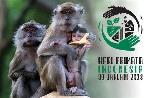 Primata - Wikipedia bahasa Indonesia, ensiklopedia bebas - muktibox.com