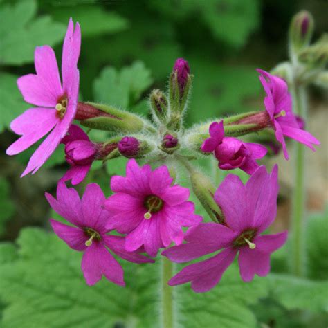 PRIMULA SEEDS - Plant World Seeds