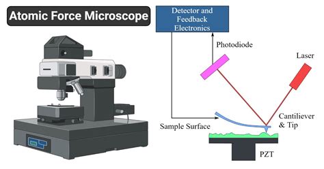 Principle of ferroelectric domain imaging using atomic force microscope - wintechmobiles.com