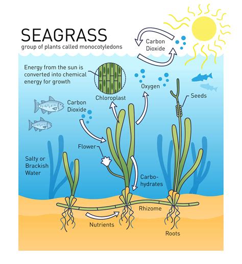 Principles and concepts about seagrasses: Towards a ... - ScienceDirect - muktibox.com