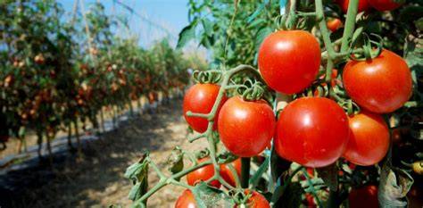 Principles for the Production of Tomatoes in the … - raincitystudios.com