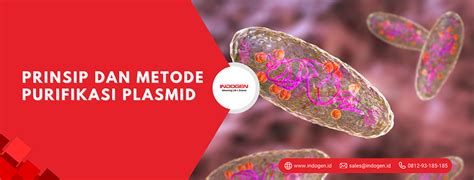 Prinsip dan Metode Purifikasi Plasmid - PT Indogen Intertama - muktibox.com