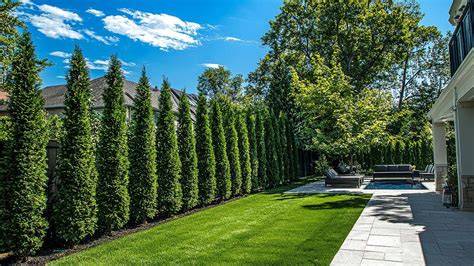 Privacy Hedges & Screening Shrubs for Your Yard - raincitystudios.com