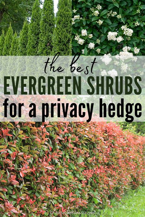 Privacy Shrubs: Fastest-Growing Shrubs for Privacy - raincitystudios.com