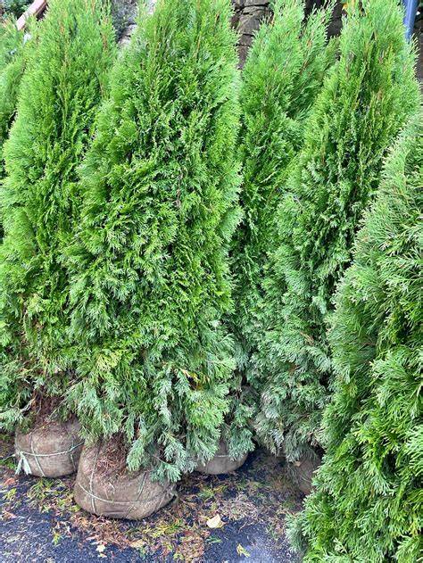 Privacy Trees for Sale - raincitystudios.com