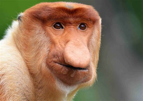 Proboscis | anatomy | Britannica - muktibox.com