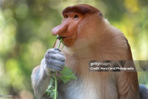Proboscis Monkey, Nasalis larvatus - New England Primate … - muktibox.com