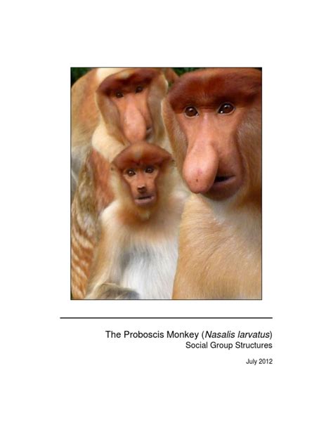 Proboscis monkey (Nasalis larvatus) social organization: Intergroup ... - muktibox.com