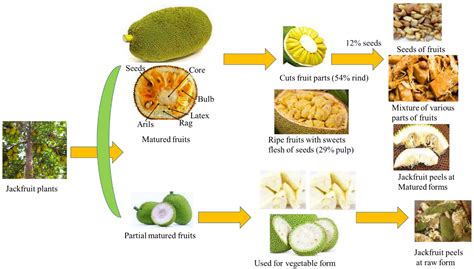 Processing Techniques for Value-Added Products from Sapota and Jackfruit - raincitystudios.com